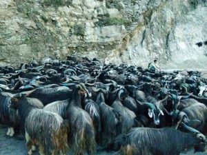 Sheep and mountain goats market opens in Pokhara for Dashain