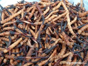 Karnali collects Rs 41.76 million in revenue from medicinal herb exports